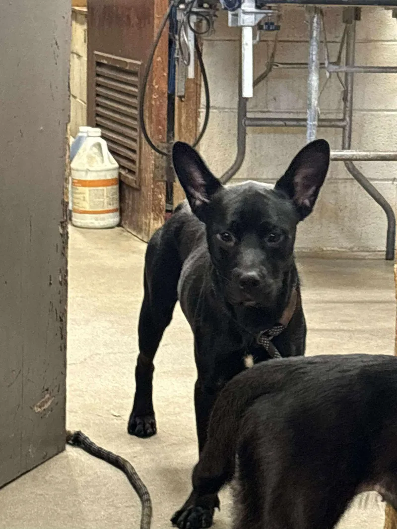 An adult medium-sized male Black French Bulldog dog named Franco for adoption in Ventura, CA