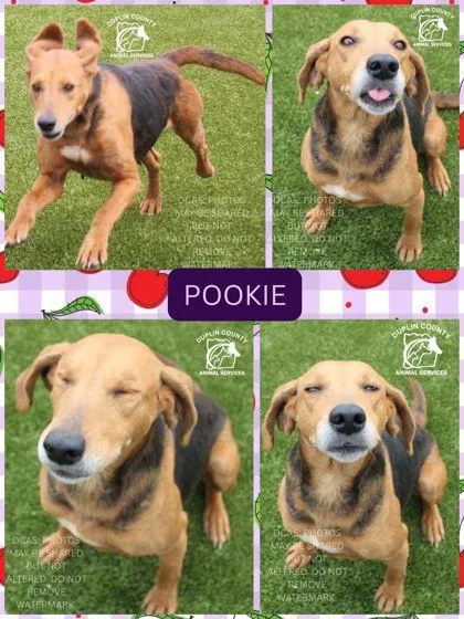 An adult medium-sized female Hound dog named Pookie for adoption in Kenansville, NC