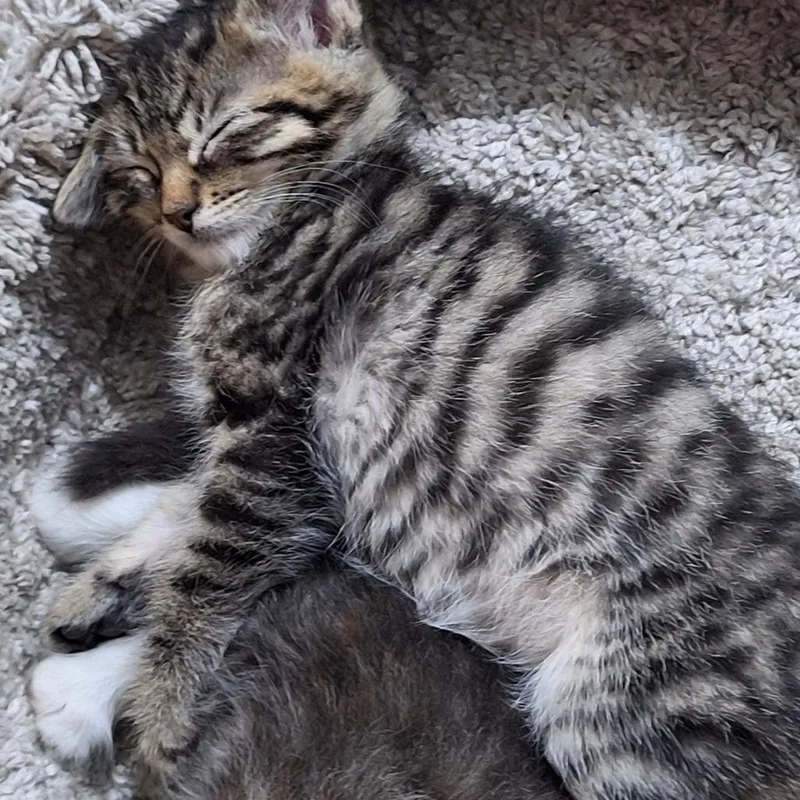 A baby small-sized male Brown / Chocolate Domestic Short Hair cat named Luke for adoption in Grantsville, UT