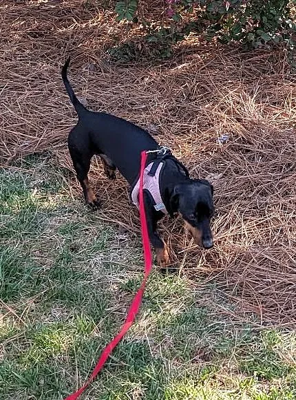 Ollie In Nc thumbnail 4