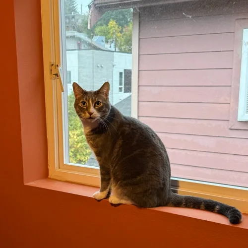 A young large-sized male Tabby (Brown / Chocolate) Domestic Short Hair cat named Nigel Tufnel for adoption in Redmond, WA