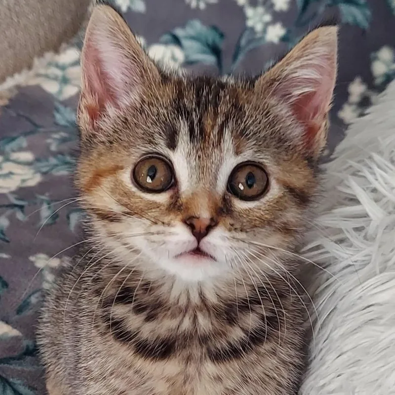 A baby small-sized female Torbie Domestic Short Hair cat named Rue for adoption in Harrisonburg, VA