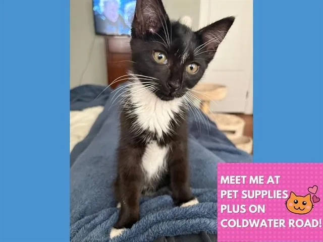Tuxie