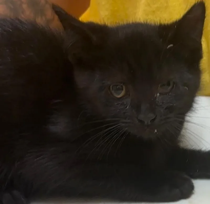 A baby small-sized female Domestic Short Hair cat named Dinah for adoption in Elizabethton, TN