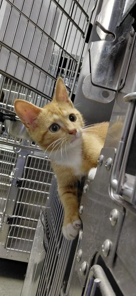 A baby small-sized male Domestic Short Hair cat named Marshall for adoption in Henderson, NC