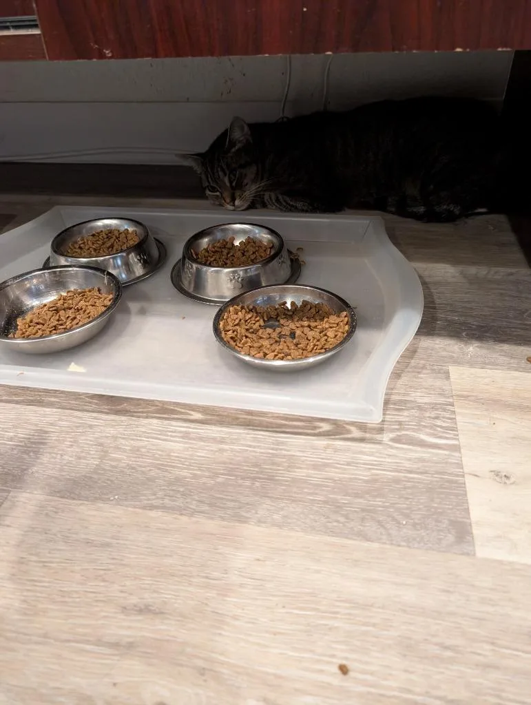 A young medium-sized female Domestic Short Hair cat named Maisie for adoption in San Pedro, CA