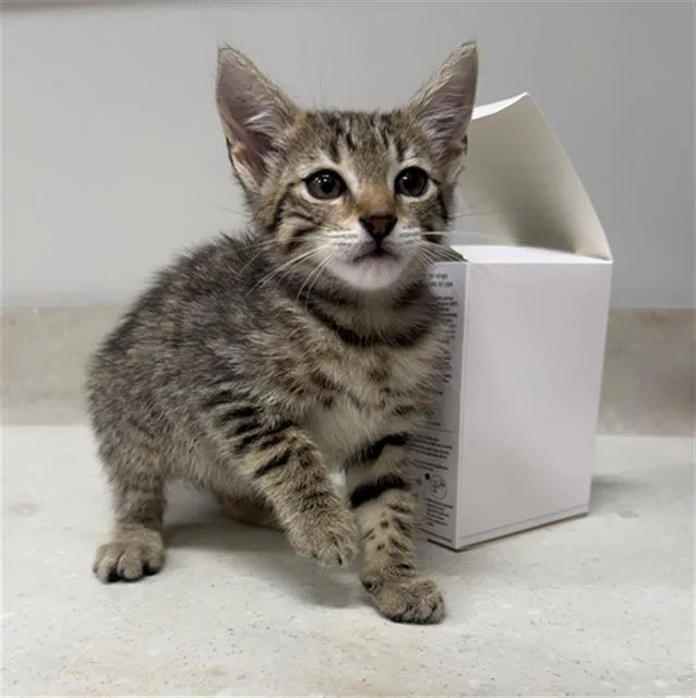 A baby small-sized male Domestic Short Hair cat named Boon for adoption in Baytown, TX