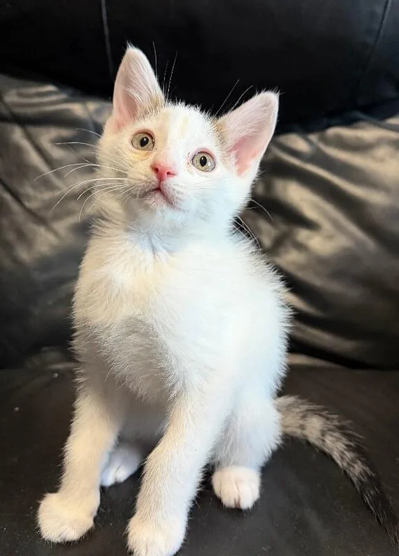 A baby medium-sized male White Turkish Van cat named Gnocchi Noodles Litter for adoption in Anthem, AZ