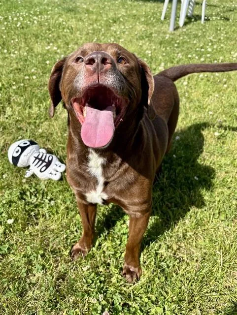 An adult medium-sized male Labrador Retriever dog named Moco for adoption in Kalamazoo, MI