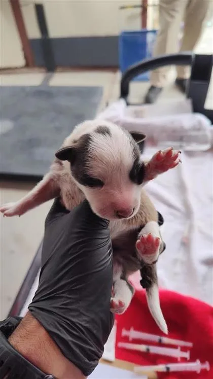 A baby small-sized female White / Cream Shepherd dog named 5 for adoption in El Paso, TX