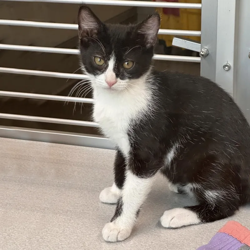 A baby small-sized male Domestic Medium Hair cat named Zucchini for adoption in Hailey, ID
