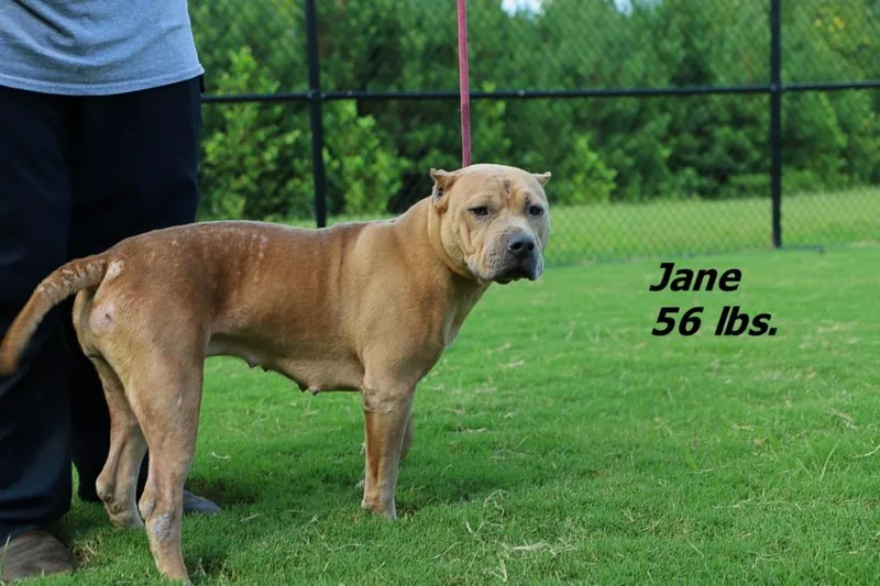 An adult large-sized female Mixed Breed dog named Janemille for adoption in Oxford, NC