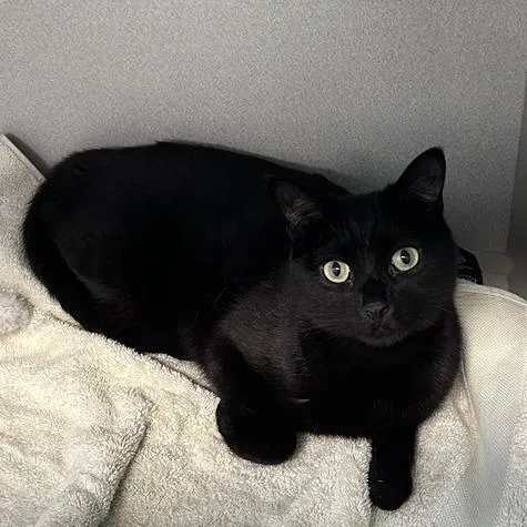 An adult medium-sized male Black Domestic Short Hair cat named Batman for adoption in Davenport, IA
