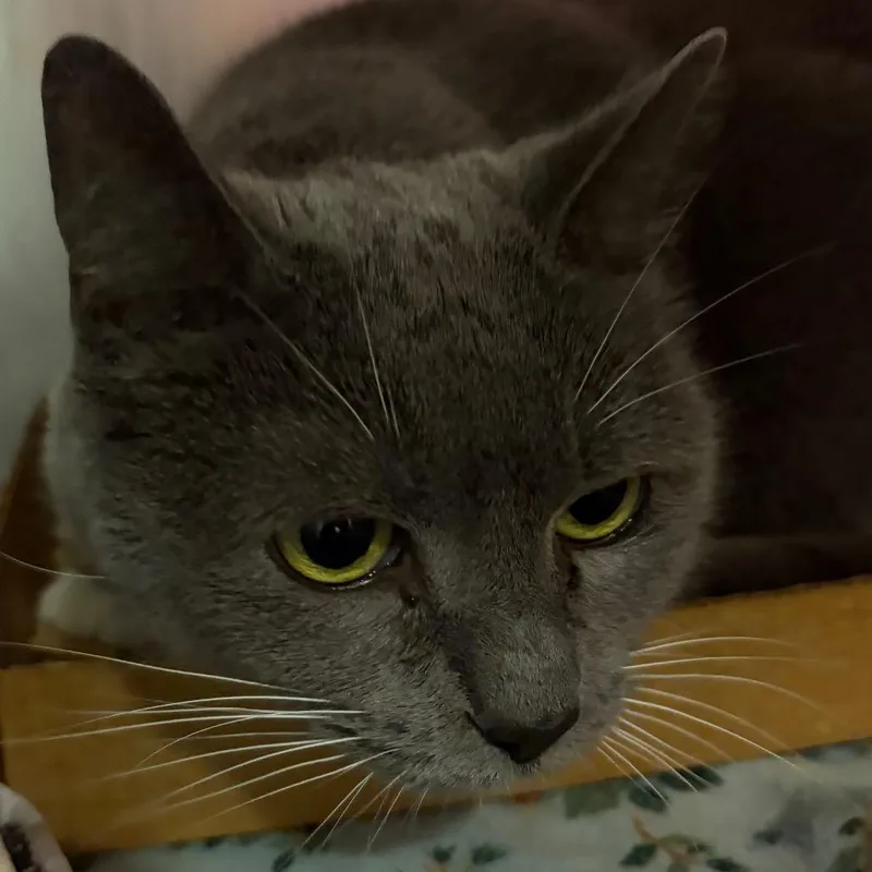A senior medium-sized female Gray / Blue / Silver Domestic Short Hair cat named Junebug for adoption in Chattanooga, TN