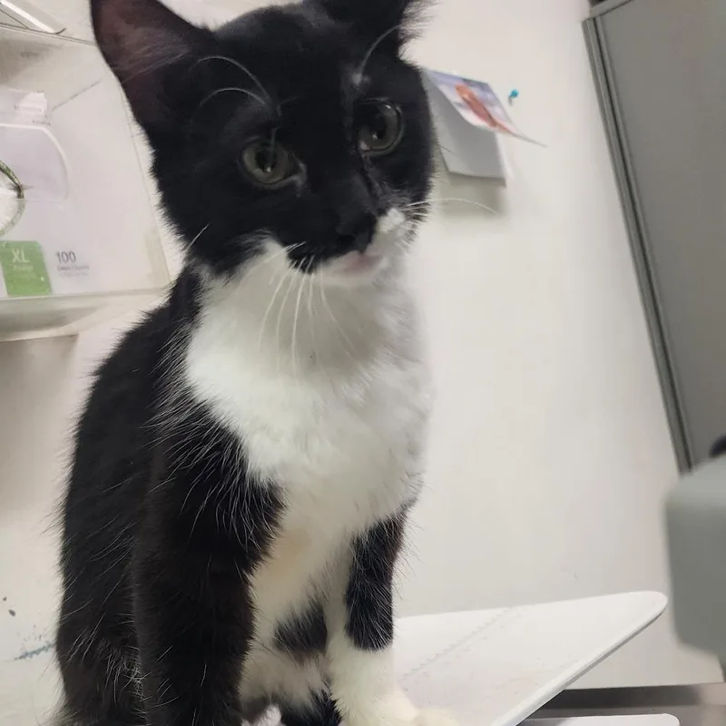 A young medium-sized female Black Domestic Medium Hair cat named Tummy Yummy for adoption in Charleston, WV