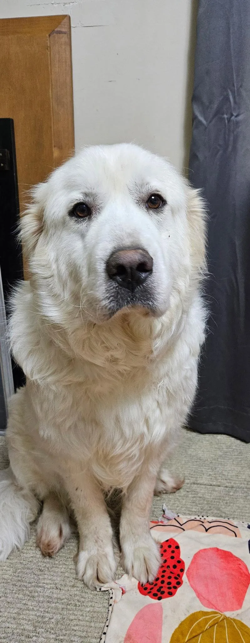 An adult large-sized female Great Pyrenees dog named Mama for adoption in Croydon, NH
