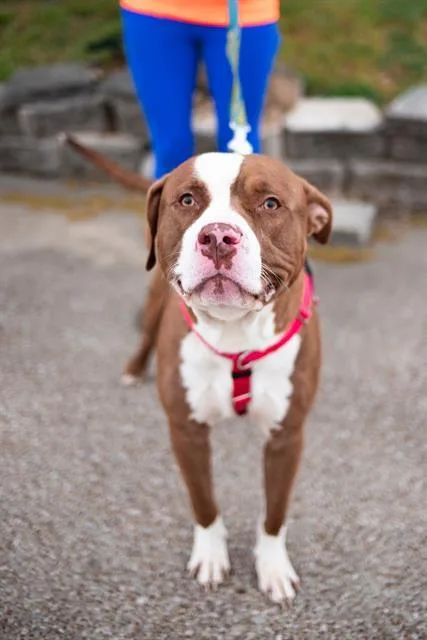 A young large-sized male Pit Bull Terrier dog named Gannon for adoption in Dallas, TX