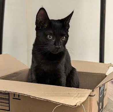 A baby medium-sized male Black Domestic Short Hair cat named Vanilla for adoption in Waynesville, NC