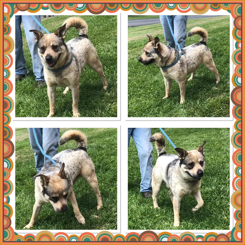 An adult large-sized male Gray / Blue / Silver Norwegian Elkhound dog named Hank The Tank for adoption in Buckhannon, WV