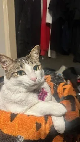 An adult large-sized female Gray & White Domestic Short Hair cat named Adrienne for adoption in Cypress, TX