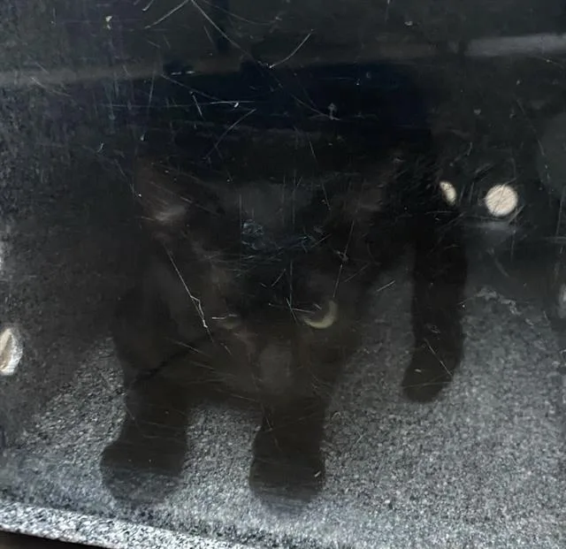 A young medium-sized male Domestic Short Hair cat named Callan for adoption in Dallas, TX