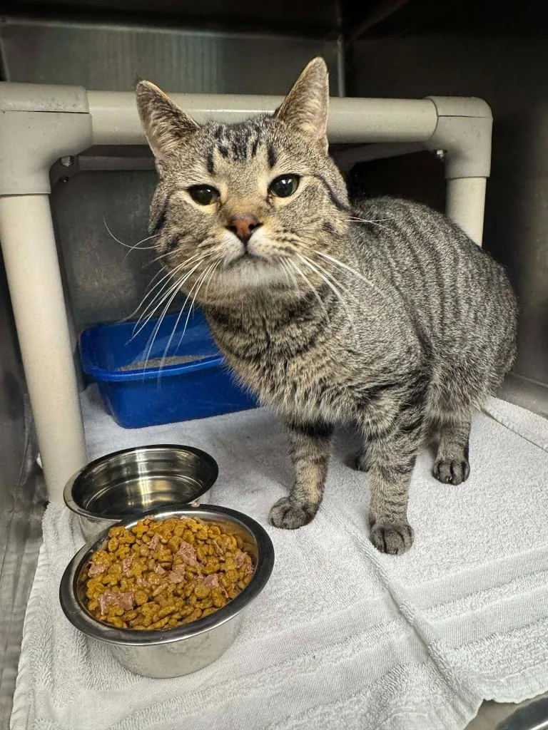 An adult medium-sized male Domestic Short Hair cat named Charlie for adoption in Marion, OH