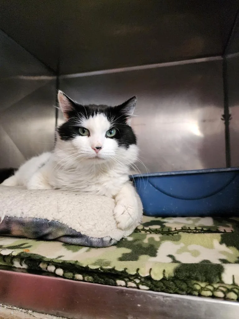 An adult medium-sized male Domestic Medium Hair cat named Zuko for adoption in Virginia, MN