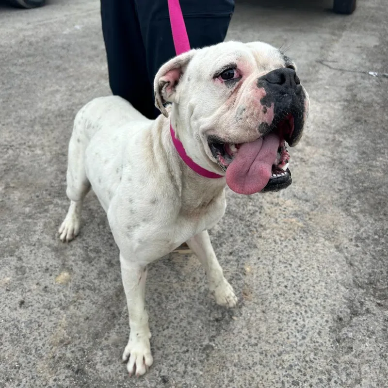 An adult medium-sized male White / Cream American Bulldog dog named Cashmere for adoption in Austin, TX