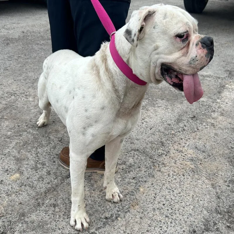 Cashmere thumbnail 3