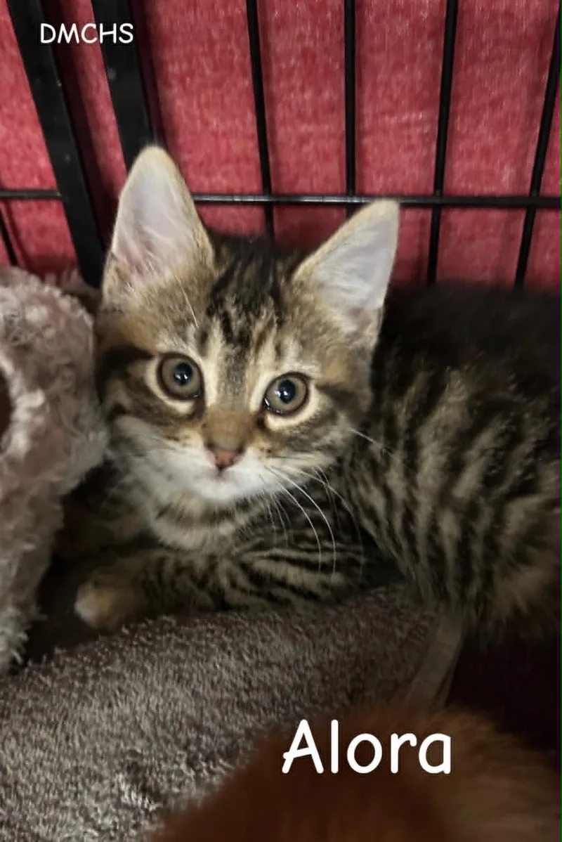 A baby small-sized female Tabby (Brown / Chocolate) Domestic Short Hair cat named Alora for adoption in Burlington, IA