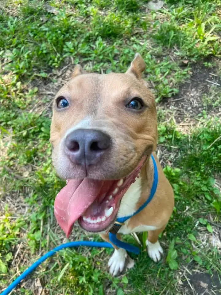 A young medium-sized female Yellow / Tan / Blond / Fawn Pit Bull Terrier dog named Genoa for adoption in Chicago, IL