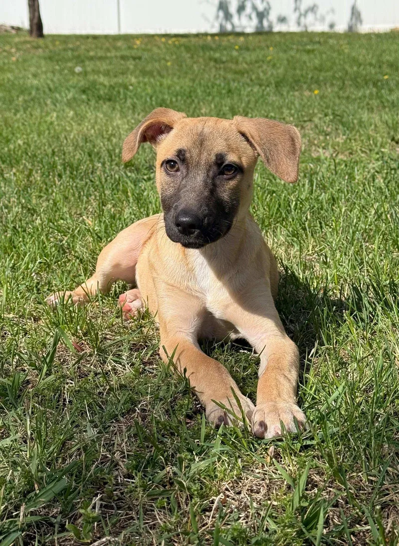 A baby medium-sized female Hound dog named Kelsey for adoption in Cliffwood, NJ