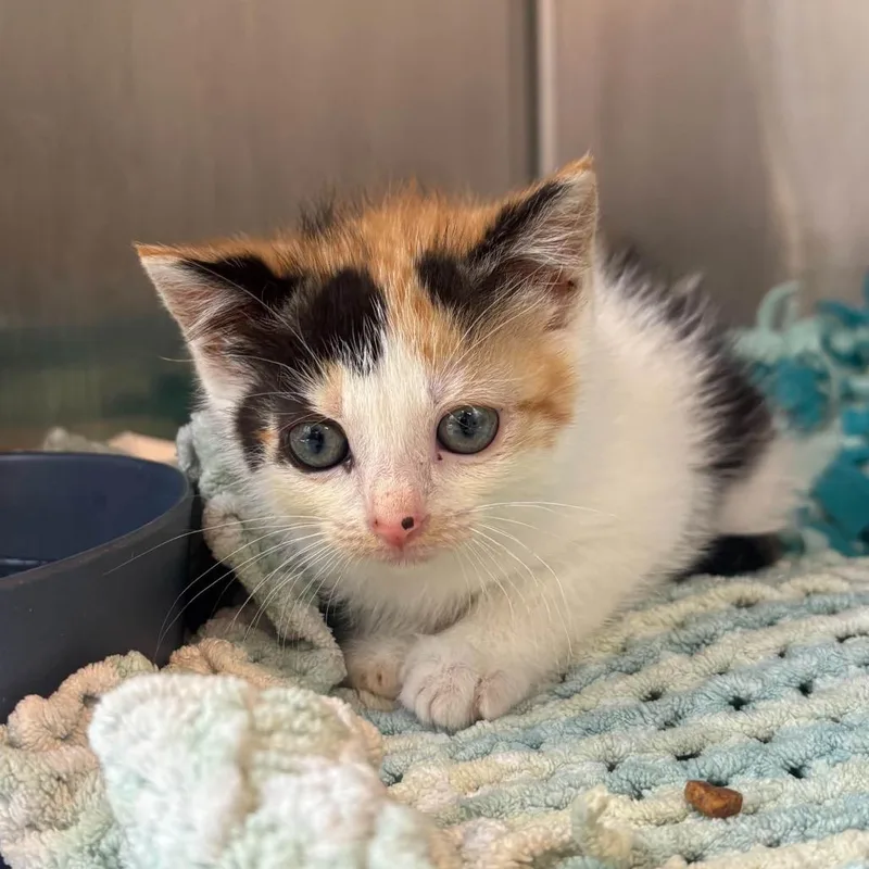 A baby small-sized female Calico Domestic Short Hair cat named Toro for adoption in Huntington, WV