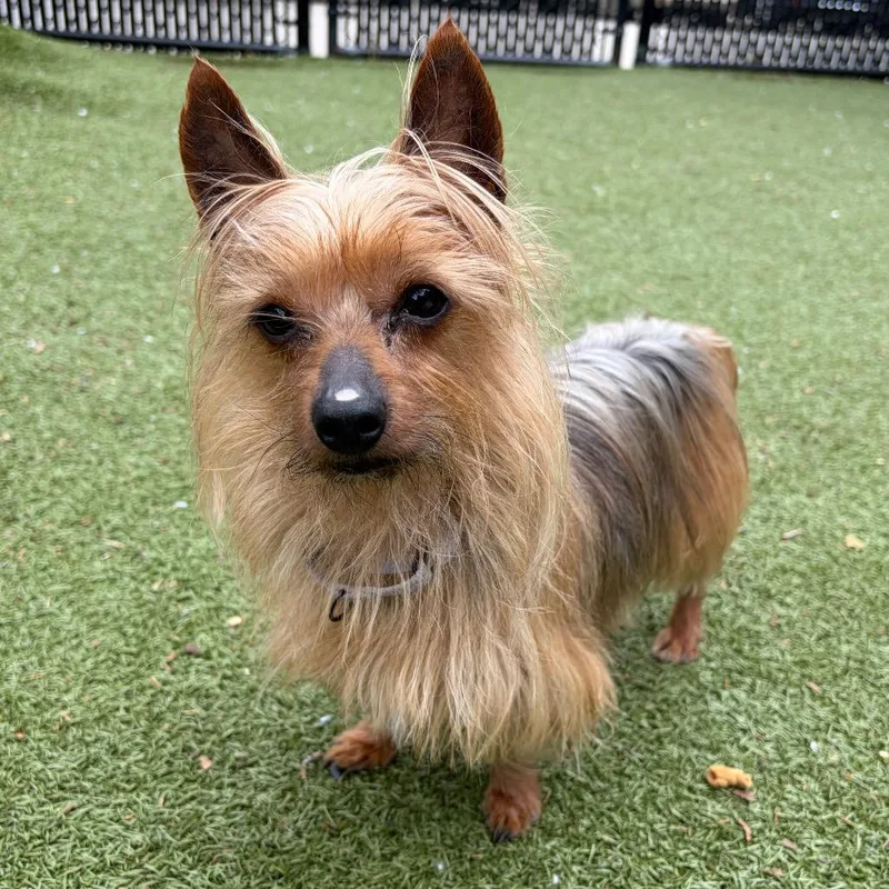An adult small-sized male Brown / Chocolate Yorkshire Terrier dog named Seven for adoption in Providence, RI