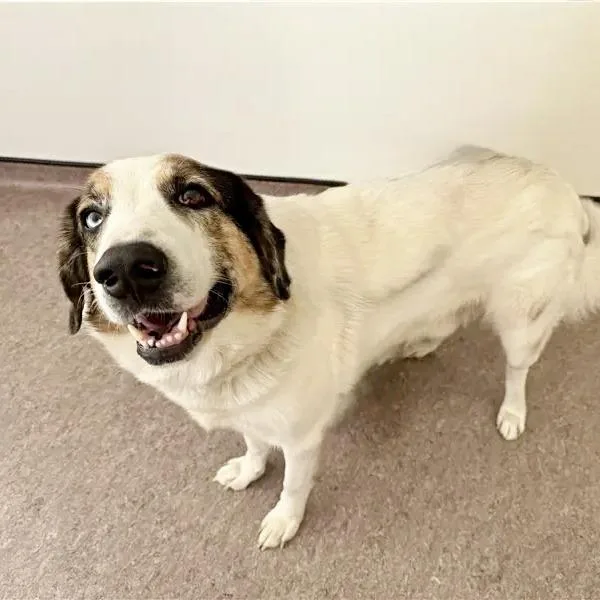 An adult large-sized male Great Pyrenees dog named Buddy for adoption in Saint Louis, MO