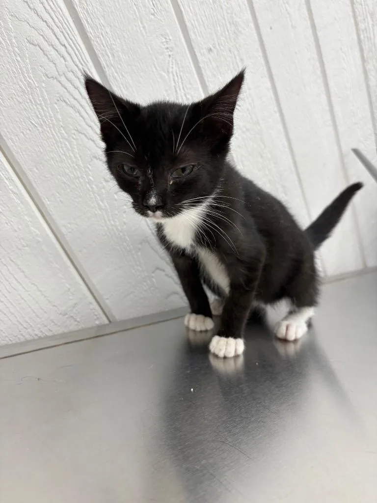 A baby medium-sized male Domestic Short Hair cat named Buzz for adoption in Findlay, OH