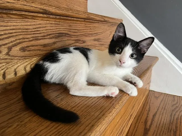 A baby medium-sized male Domestic Short Hair cat named Oreo & Jojo Grey for adoption in Philadelphia, PA