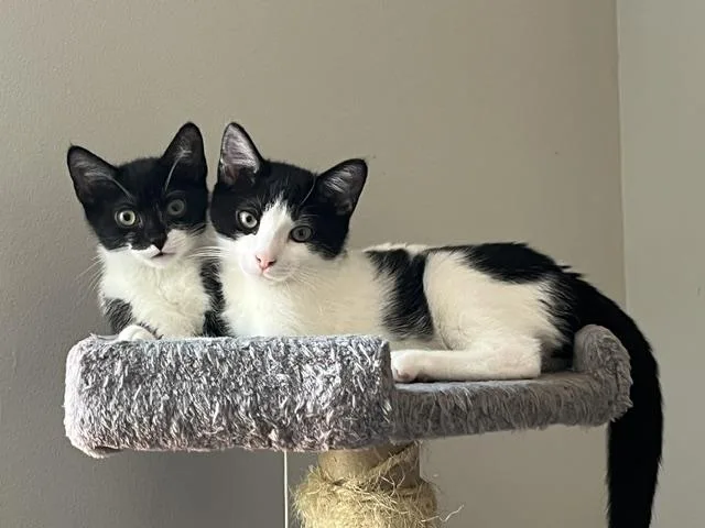 Oreo & Jojo Grey thumbnail 2