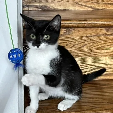 Oreo & Jojo Grey thumbnail 3