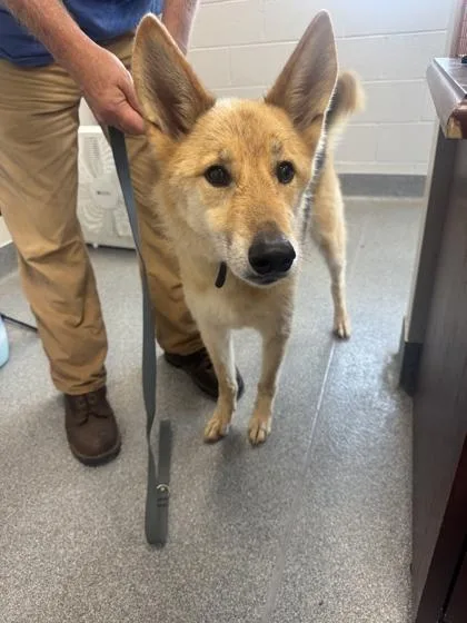 A senior large-sized male Shepherd dog named Max for adoption in Sevierville, TN