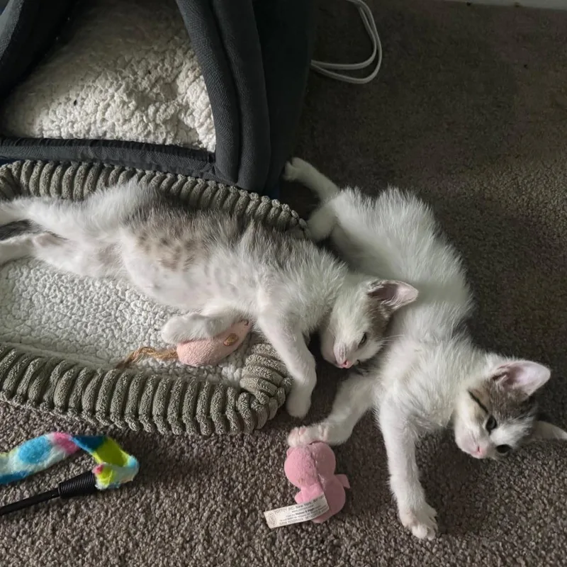 A baby small-sized female White Domestic Short Hair cat named Ostrich for adoption in Wheeling, IL