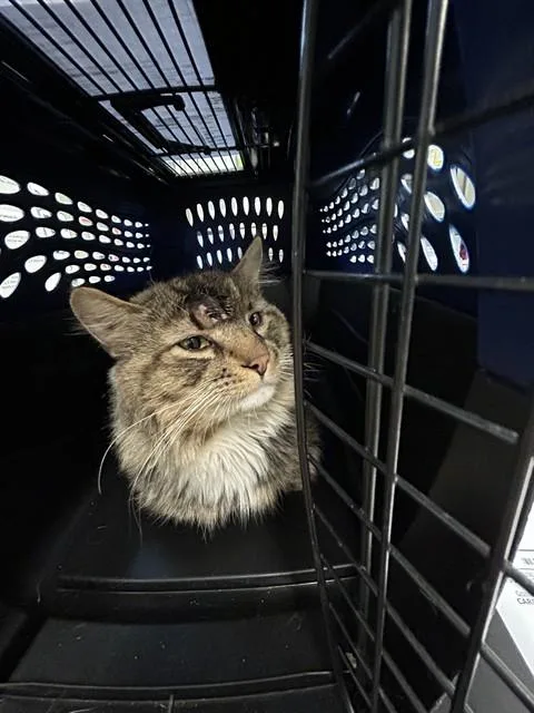 An adult medium-sized male Domestic Medium Hair cat named Willis for adoption in Westminster, MD