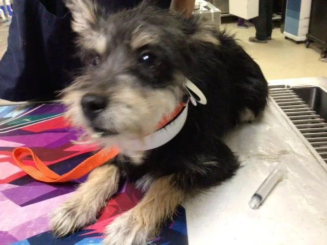 A young small-sized female Terrier dog named Freebird for adoption in Riverside, CA
