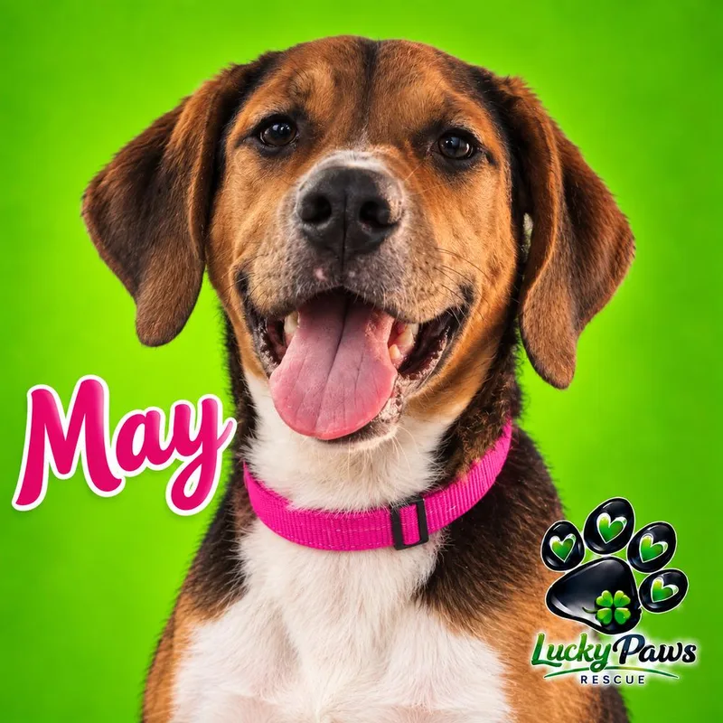 Spring Litter: May thumbnail 3