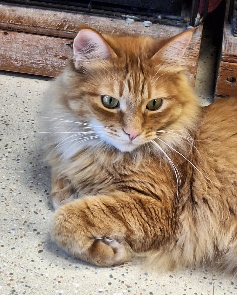 An adult medium-sized male Orange & White Domestic Long Hair cat named Cheese Puff for adoption in Spokane Valley, WA