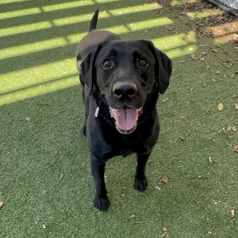 An adult large-sized male Black Labrador Retriever dog named Mylo  Coming Soon! for adoption in Naperville, IL