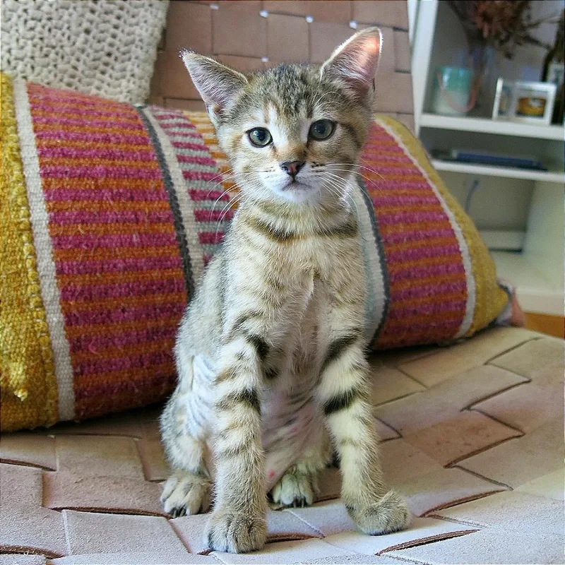 A baby small-sized female Brown / Chocolate Domestic Short Hair cat named A Phish for adoption in Pleasant Hill, CA