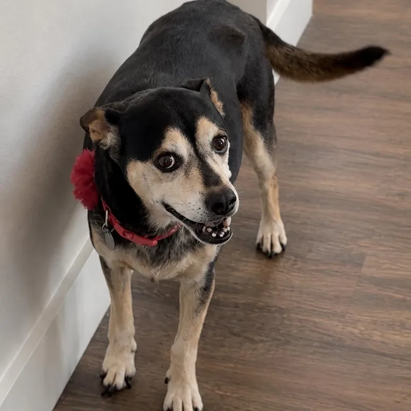 A senior medium-sized female Black German Shepherd Dog dog named Daisy Ann for adoption in Houston, TX