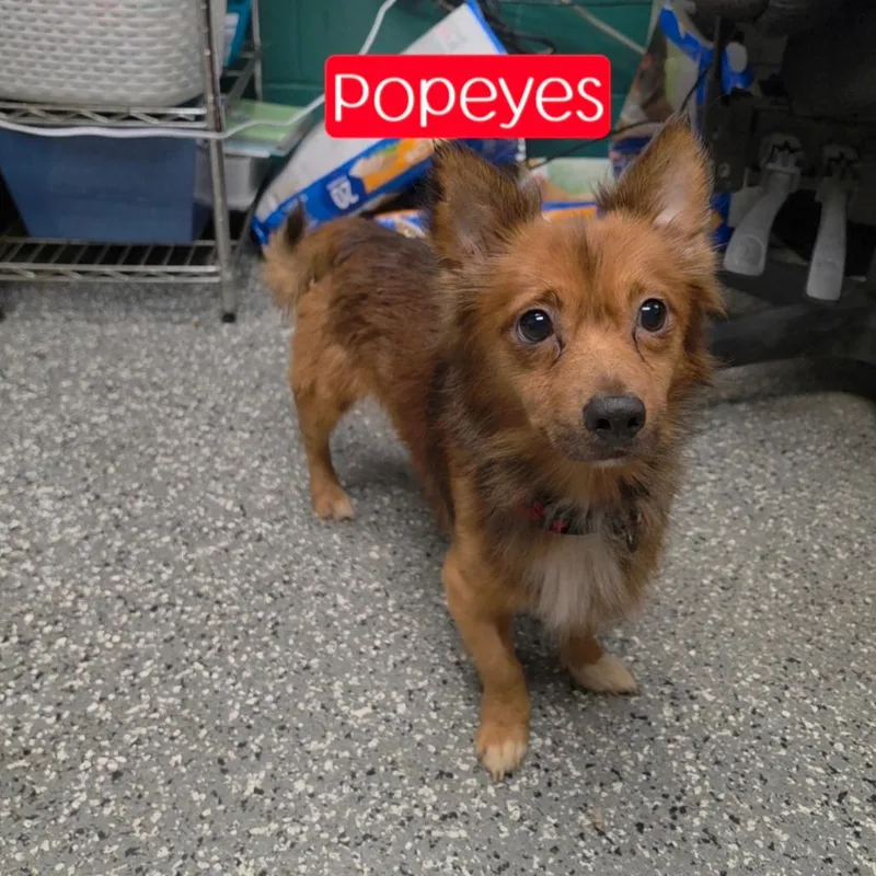 A senior small-sized male Red / Chestnut / Orange Spaniel dog named Popeyes for adoption in Parkersburg, WV