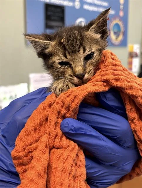 A baby small-sized male Domestic Short Hair cat named Wimpleton for adoption in Long Beach, CA